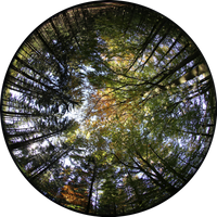 Baumwipfel in der Fisheye-Perspektive